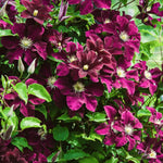Clematis Volcano Climbing Plants  4