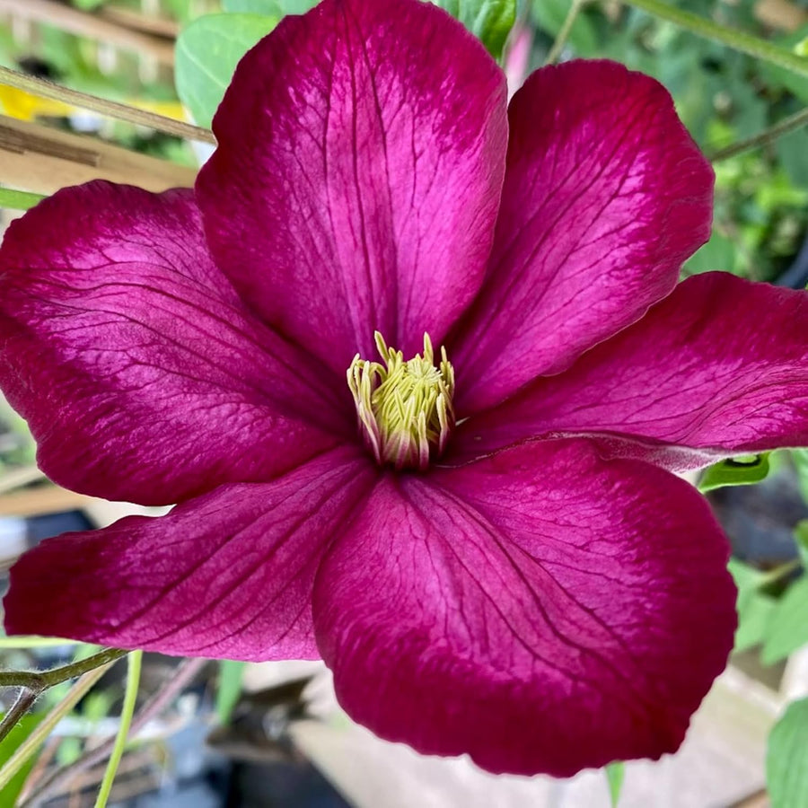Clematis Volcano Climbing Plants  3