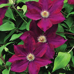 Clematis Climbing Plants  3