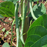 Climbing French Bean Blue Lake  4