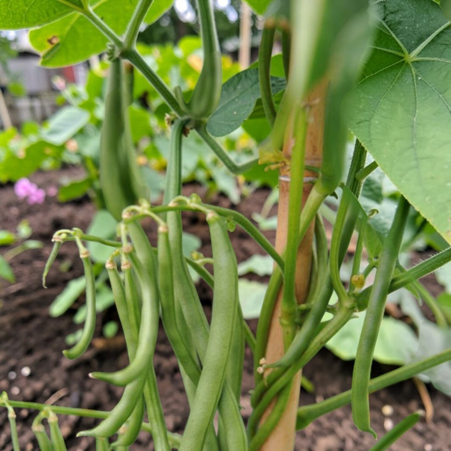 Climbing French Bean  4