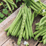 Climbing French Bean  3