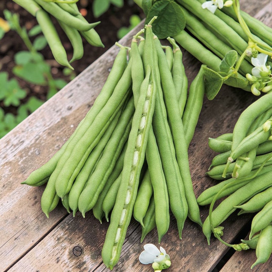 Climbing French Bean  3