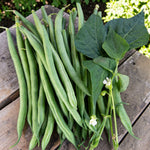 Climbing French Bean Blue Lake  3