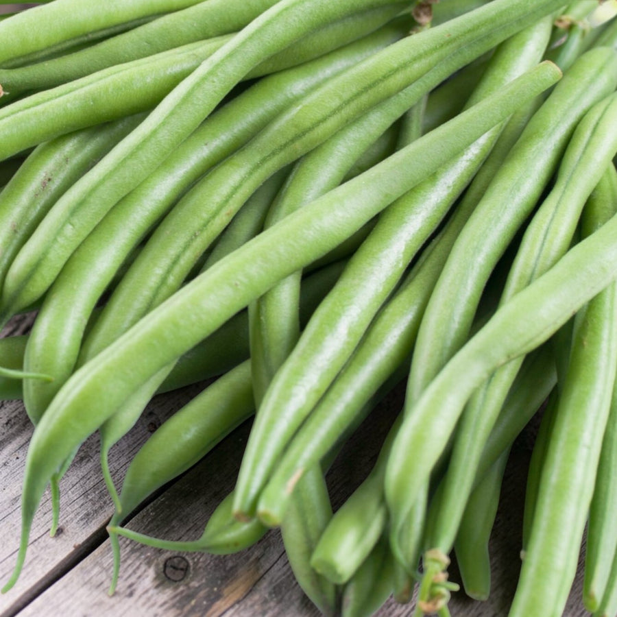 Climbing French Bean Cobra  1