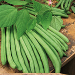 Climbing French Bean Cobra  4