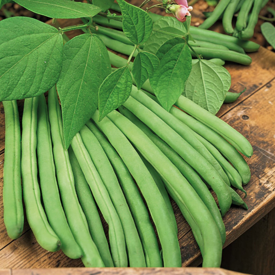 Climbing French Bean Cobra  4