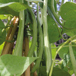 Climbing French Bean Cobra  2