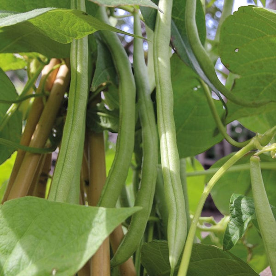 Climbing French Bean Cobra  2