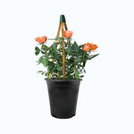 Climbing Orange Rose Bush  2