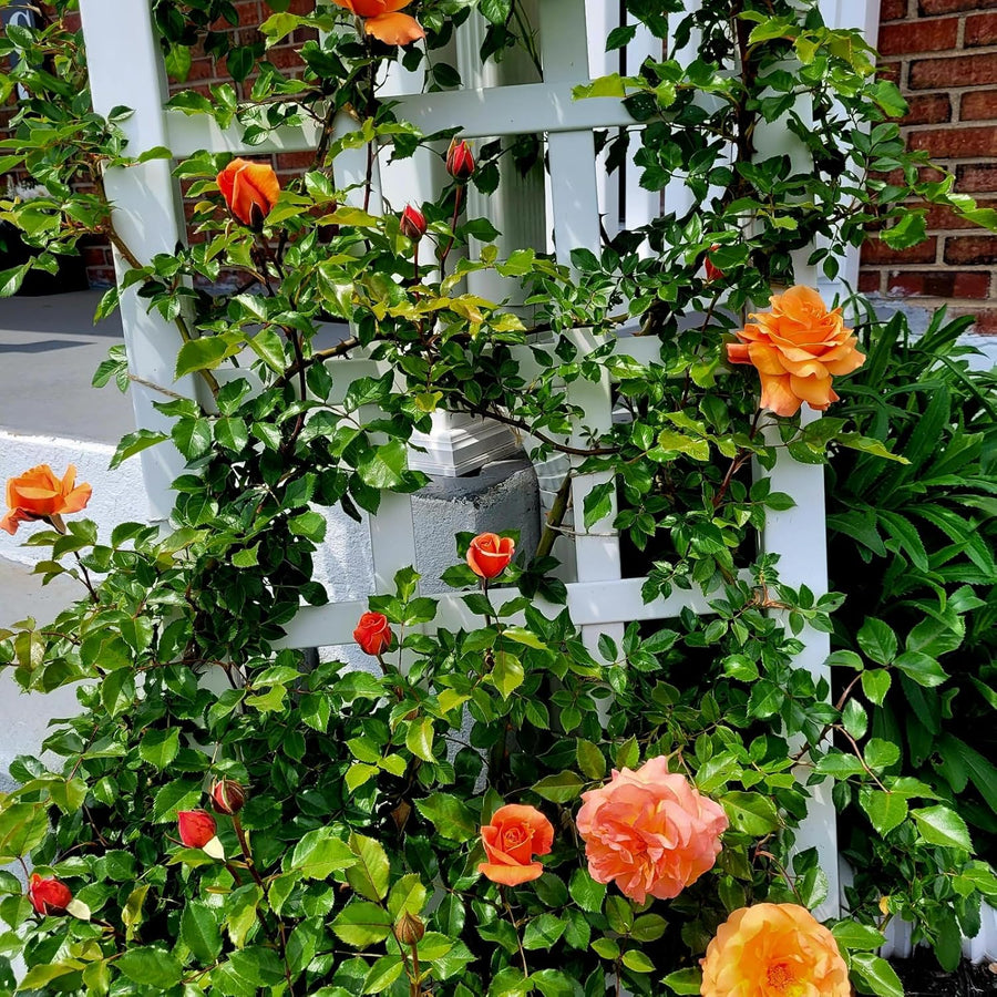 Climbing Rose Bush  3