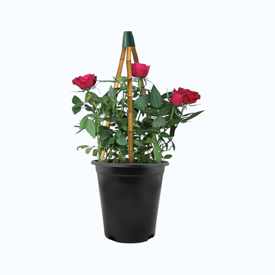 Climbing Red Rose Bush  2