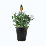 Climbing Rose Bush  7