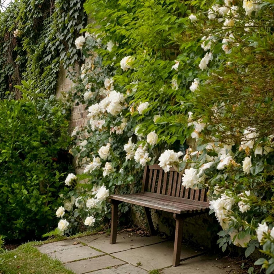 Climbing White Rose Bush  2