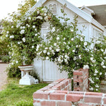 Climbing Rose Bush  2