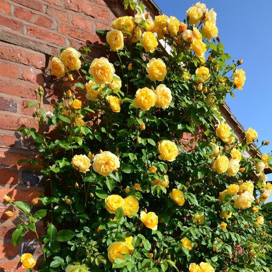 Climbing Yellow Rose Bush  1