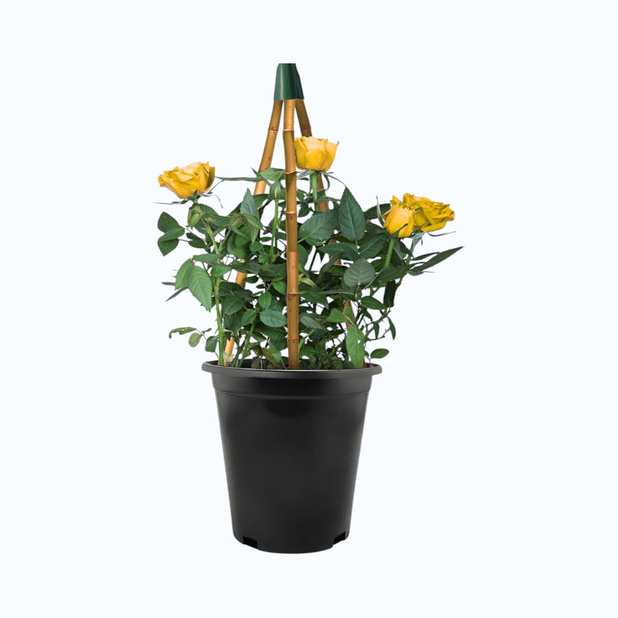 Climbing Yellow Rose Bush  2