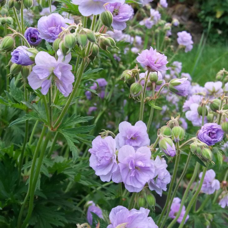 Geranium pratense - 'Cloud Nine' Cloud-nine-nc-730x730 3