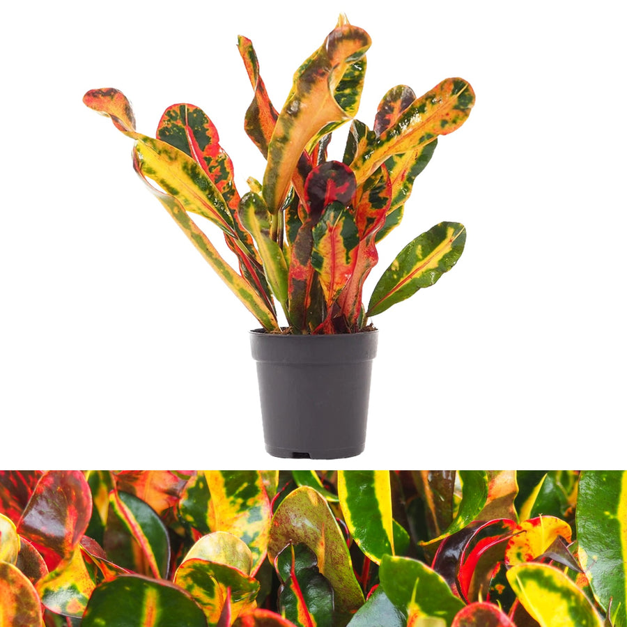 Codiaeum Mammi Codiaeum Mammi image1 2