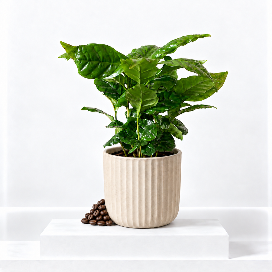 Coffee Arabica Indoor Plant  1