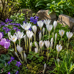 Colchicum Autumnale Alba Spring Bulbs  2