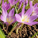 Colchicum Waterlily Lilac Spring Bulbs  1