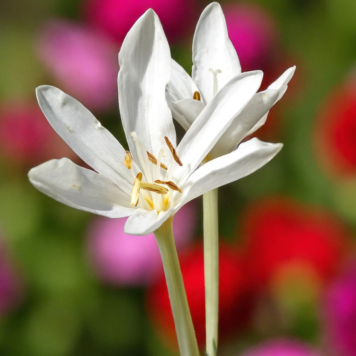 Colchicum Spring Bulbs A vibrant colchicum autumnale alba flower with blurred spring garden in background.  3