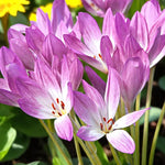 Colchicum Spring Bulbs A vibrant colchicum giant flower with green leaves basking in sunlight. 4