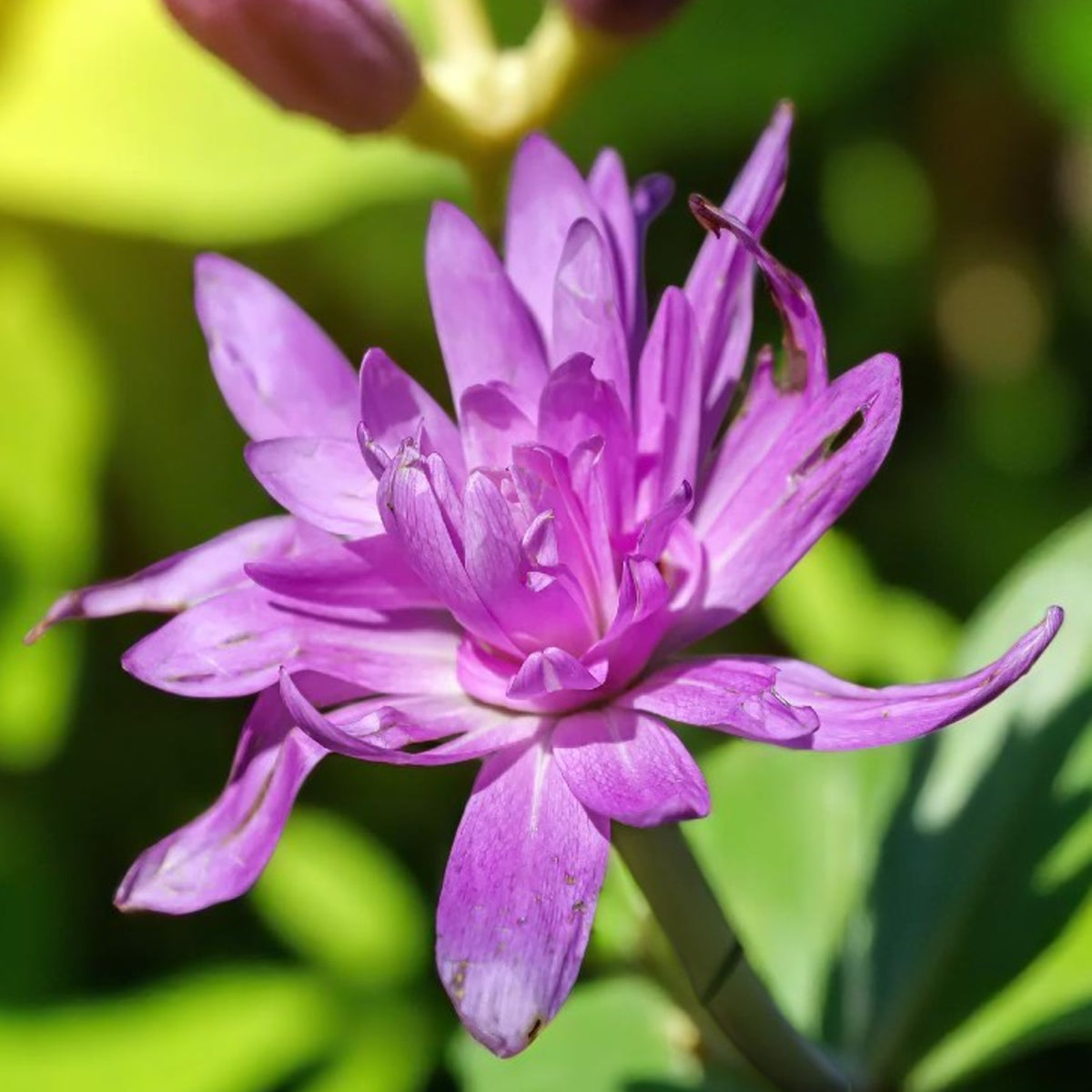 Colchicum Spring Bulbs A vibrant colchicum waterlily flower with green leaves basking in sunlight. 1
