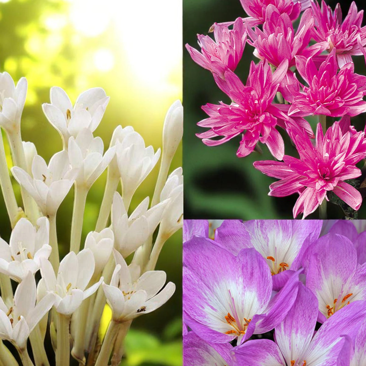 Colchicum Spring Bulbs Three distinct types of flowers displayed in a colourful collage, showcasing their unique shapes and vibrant colours of pink, purple, and white. 1