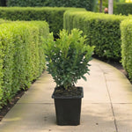 Common Box Hedging Plant  1