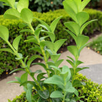 Common Box Hedging Plant  2