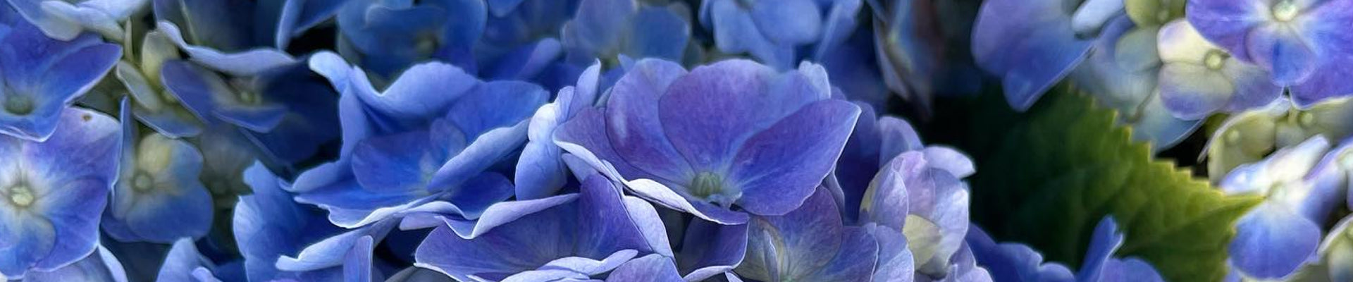 Close-up of vibrant blue and purple hydrangea petals