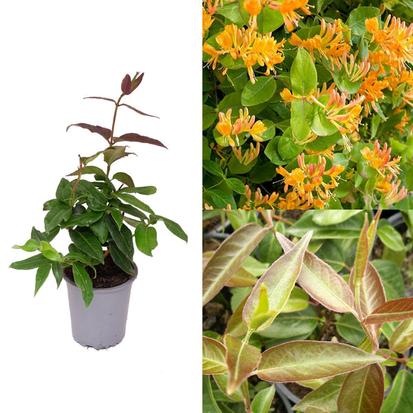 Lonicera Copper Beauty
