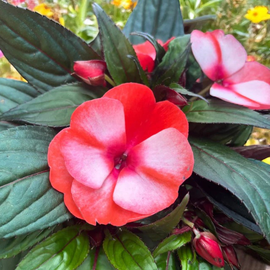 Impatiens Coral Flame New Guinea Bedding Plants Close up of coral impatiens new guinea flowers against green foliage.  3