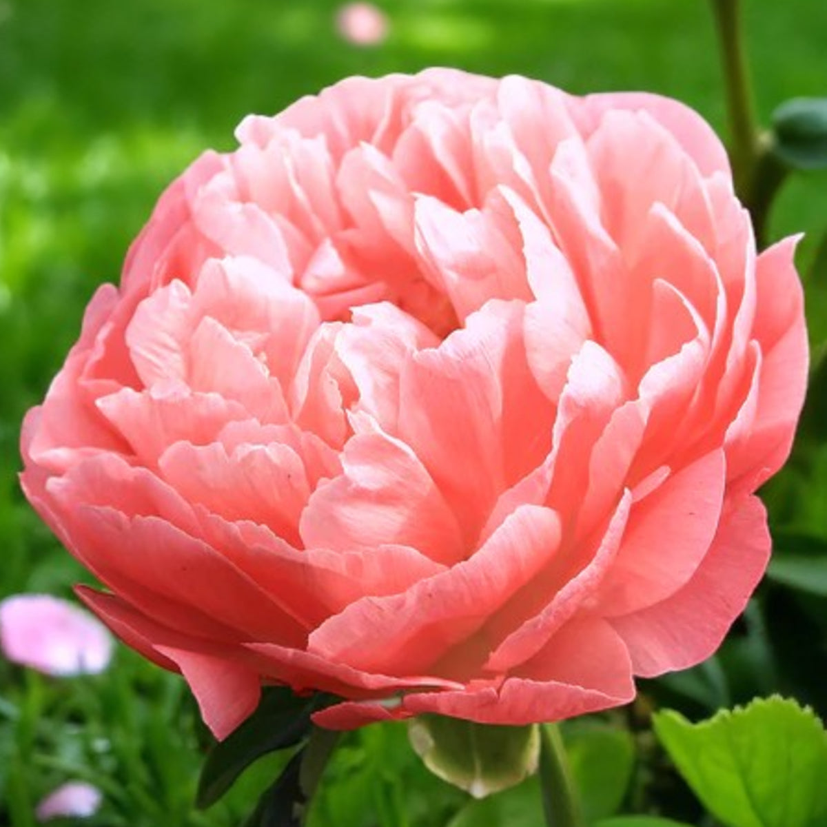 Peony Bare Roots A blooming coral rose stands out amidst the green grass. 5