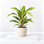 Cordyline Fruticose Kiwi Lemon Lime  1