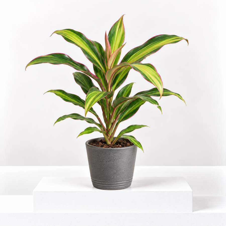 Cordyline Kiwi Tristar 'Good Luck' Tropical Houseplant  1