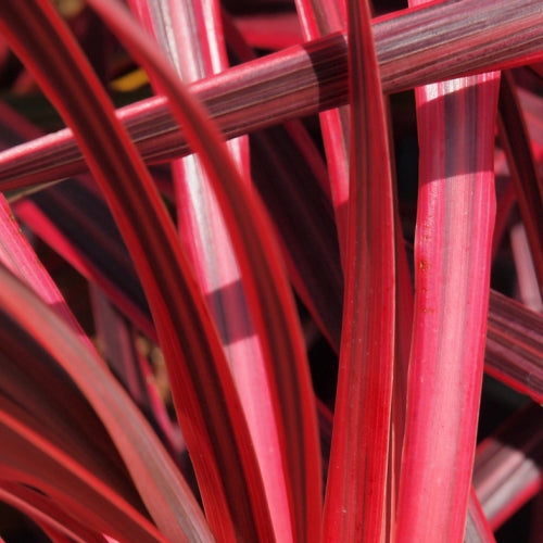Cordyline Australis 'Salsa' Palm Cordyline Australis 'Salsa' Palm image4 4