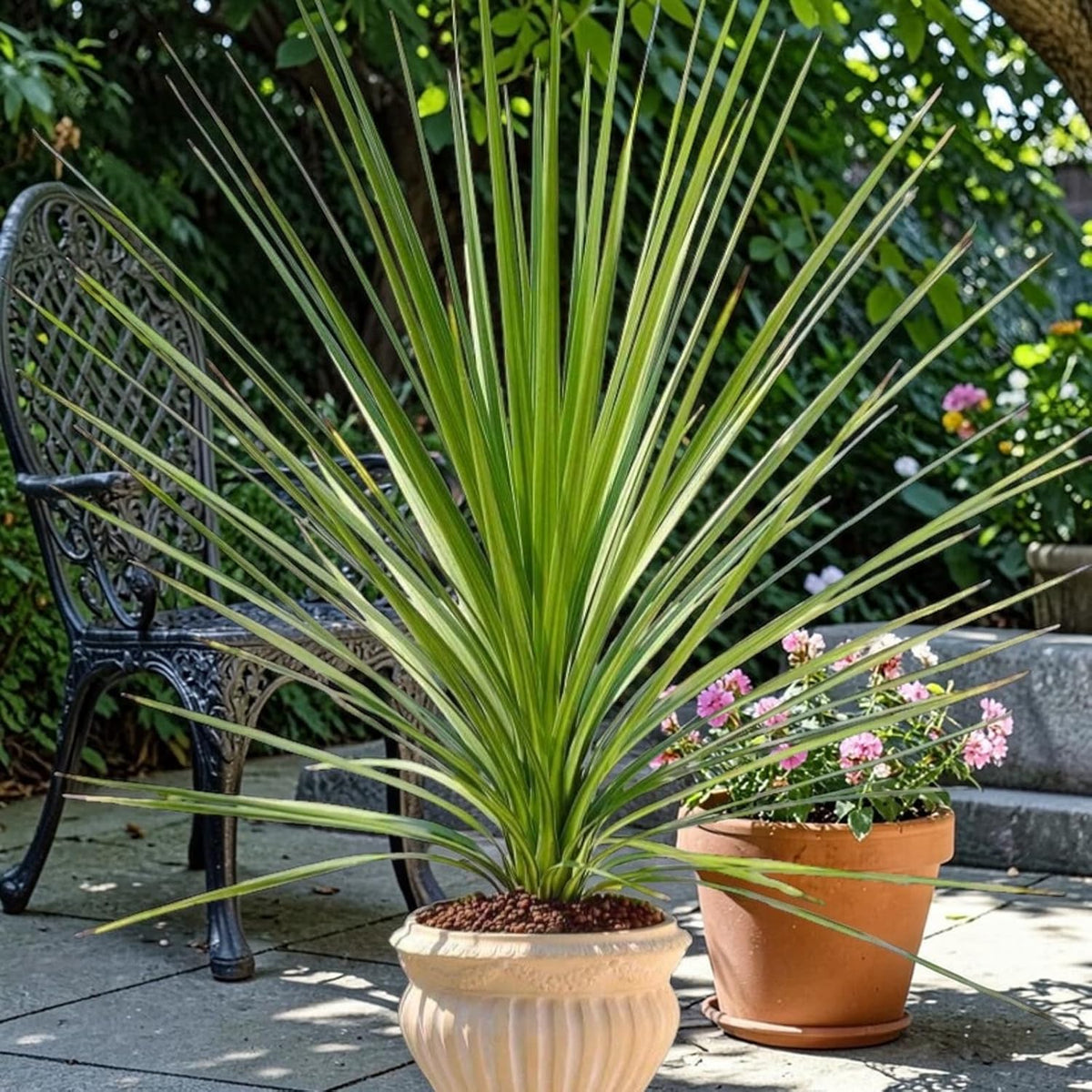 Cordyline Australis Tree Palm