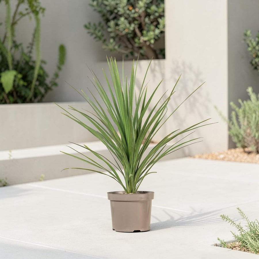 Cordyline Australis Tree Palm  3