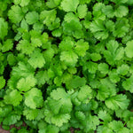 Coriander Santos  3