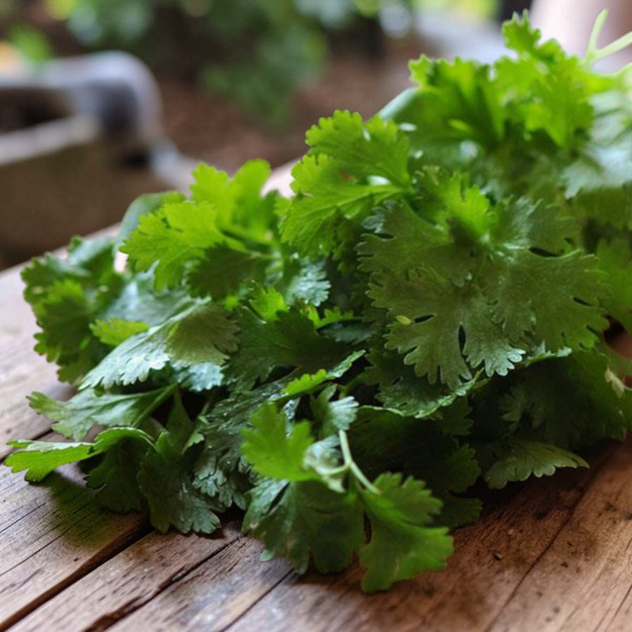 Coriander Santos  1