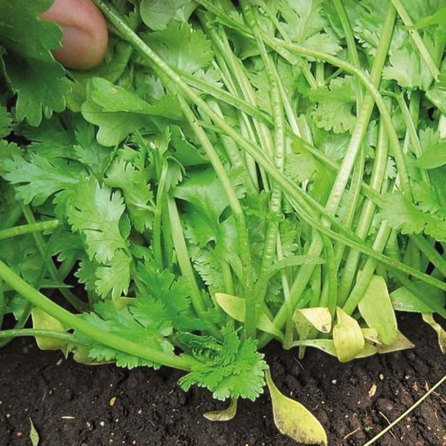 Coriander Santos  2