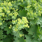 Cottage Garden Plants For Beginners - Geranium, Alchemilla, Lupin and Leucanthemum  4