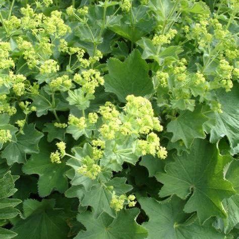 Cottage Garden Plants For Beginners - Geranium, Alchemilla, Lupin and Leucanthemum  4