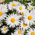 Cottage Garden Plants For Beginners - Geranium, Alchemilla, Lupin and Leucanthemum  2