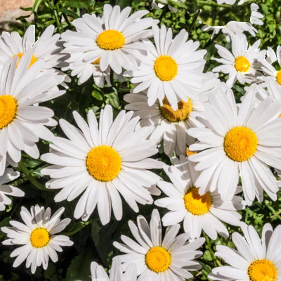 Cottage Garden Plants For Beginners - Geranium, Alchemilla, Lupin and Leucanthemum  2
