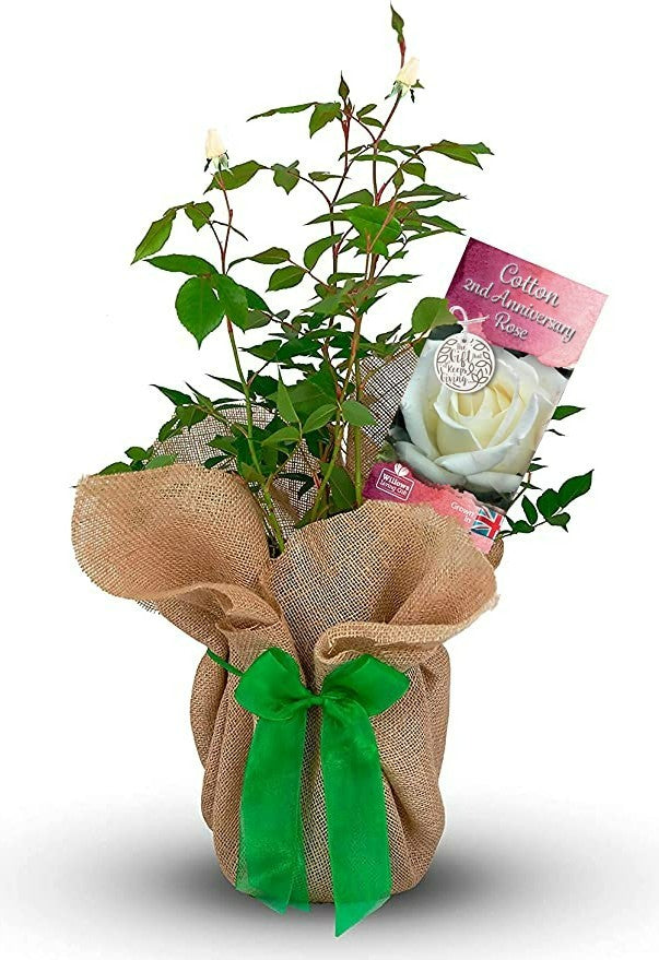 Cotton 2nd Wedding Anniversary Rose Bush Gift Wrapped Cotton2ndRose 1