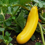 Courgette Atena Polka F1  2